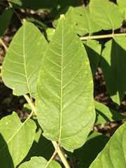 Ailanthus altissima