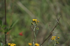 Senecio stoechadiformis