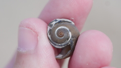 Neverita duplicata