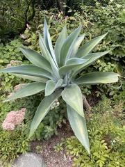 Agave desmettiana