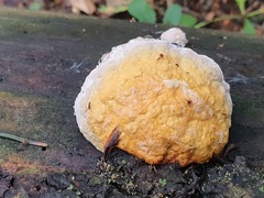 Fomitopsis pinicola