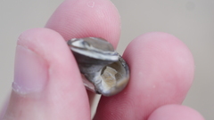 Neverita duplicata