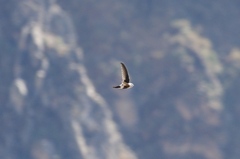 Aeronautes andecolus
