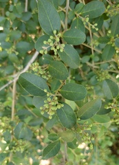 Ligustrum sinense