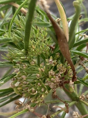Phytoplasma