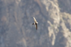 Aeronautes andecolus