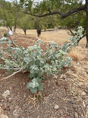 Marrubium