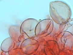 Cystolepiota
