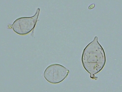 Cystolepiota