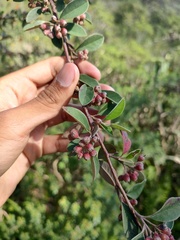 Malacomeles denticulata