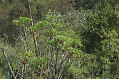 Pittocaulon praecox