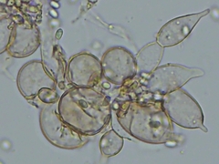 Cystolepiota