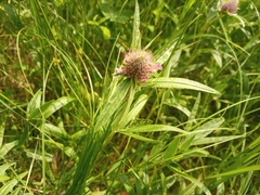 Trifolium alpestre