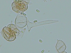 Cystolepiota