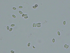 Cystolepiota