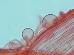 Cystolepiota