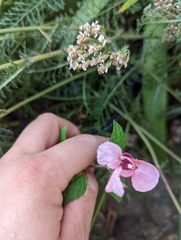 Impatiens glandulifera