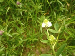 Trifolium montanum