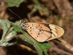 Acraea encedon encedon