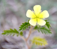 Tribulus terrestris