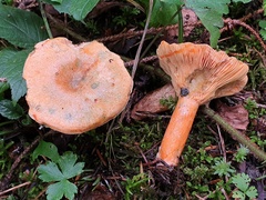 Lactarius deterrimus