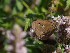 Aphantopus hyperantus