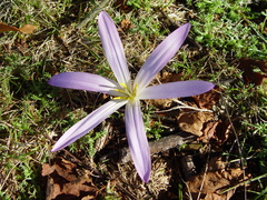 Colchicum montanum