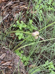 Zephyranthes chlorosolen
