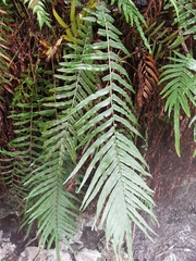 Pteris vittata
