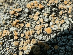 Rhizoplaca subdiscrepans