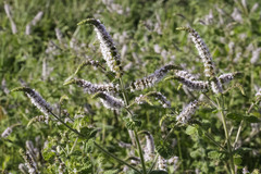 Mentha suaveolens