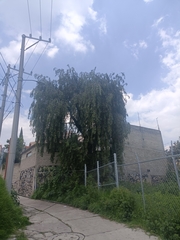 Salix babylonica