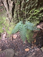 Polypodium appalachianum
