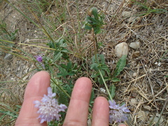 Dipsacoideae