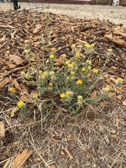 Centaurea solstitialis