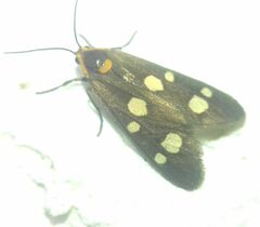 Dysauxes famula