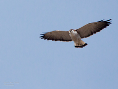 Geranoaetus polyosoma polyosoma