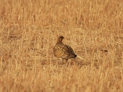Pterocles alchata