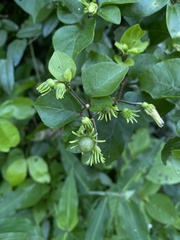 Lycianthes lenta
