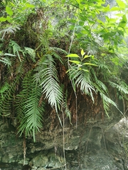 Pteris vittata