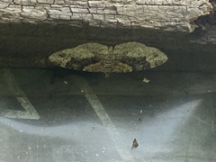 Xanthorhoe ferrugata