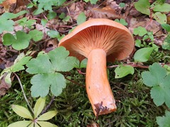 Lactarius deliciosus
