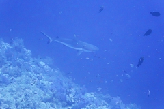 Grey reef shark