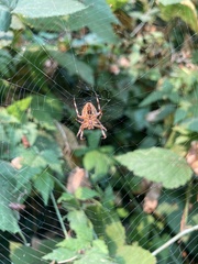 Araneus