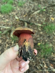 Neoboletus luridiformis