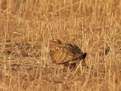 Pterocles alchata
