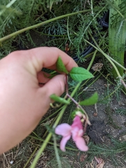 Impatiens glandulifera