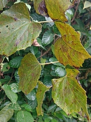 Vitis tiliifolia