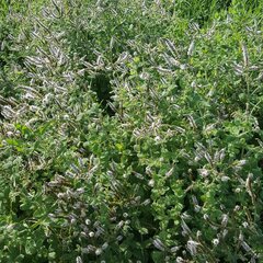 Mentha suaveolens