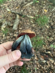 Neoboletus luridiformis